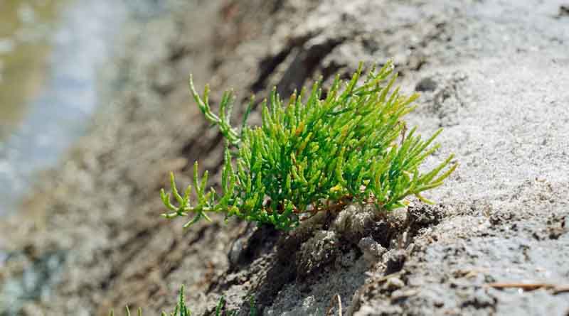 Salt-Loving Plant's Genome Reveals Toolkit for Saline Farmland