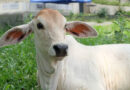 Sarlaben AI App Brings Cattle Care to India’s Dairy Farmers