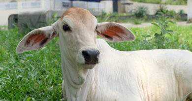 Sarlaben AI App Brings Cattle Care to India’s Dairy Farmers