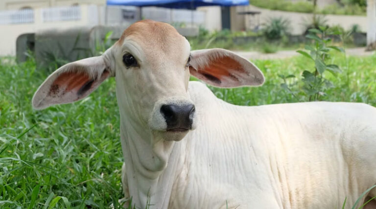 Sarlaben AI App Brings Cattle Care to India’s Dairy Farmers