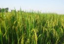 Scientists Identify Rice Gene That Links Cold Tolerance to Nitrogen Efficiency