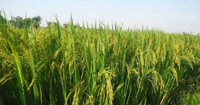Scientists Identify Rice Gene That Links Cold Tolerance to Nitrogen Efficiency