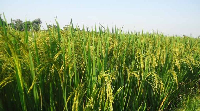 Scientists Identify Rice Gene That Links Cold Tolerance to Nitrogen Efficiency