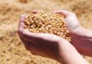 Scientists Test Deep-Rooted Soybeans to Fight Drought and Lock Carbon in Soil