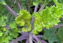 Simon's Seasonal Insights - September - Brassicas Bounce Back