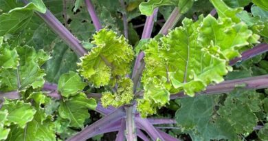 Simon's Seasonal Insights - September - Brassicas Bounce Back Simon's Seasonal Insights - September - Brassicas Bounce Back
