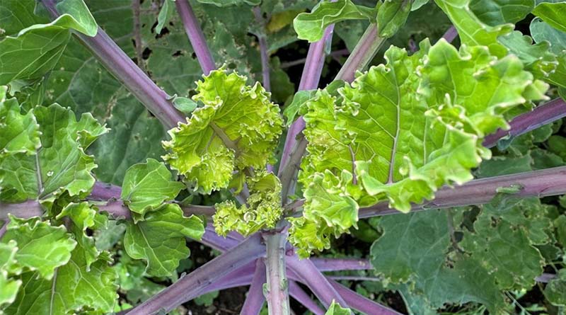 Simon's Seasonal Insights - September - Brassicas Bounce Back