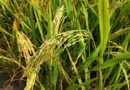 Sri Lanka Rice Output Hits Record High on Fertilizer Import Surge