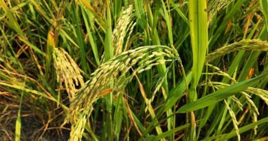 Sri Lanka Rice Output Hits Record High on Fertilizer Import Surge