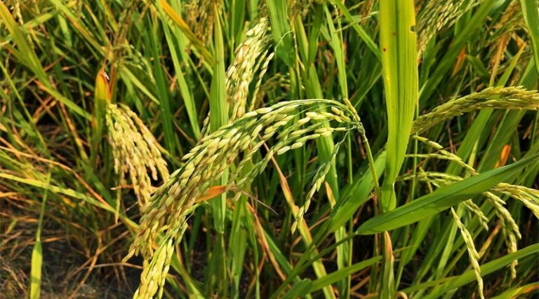 Sri Lanka Rice Output Hits Record High on Fertilizer Import Surge