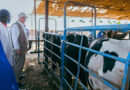 Sudan FAO Launches Nationwide Livestock Vaccination Campaign To Protect Food Security And Livelihoods Amid Conflict