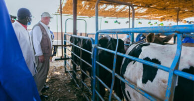 Sudan FAO Launches Nationwide Livestock Vaccination Campaign To Protect Food Security And Livelihoods Amid Conflict