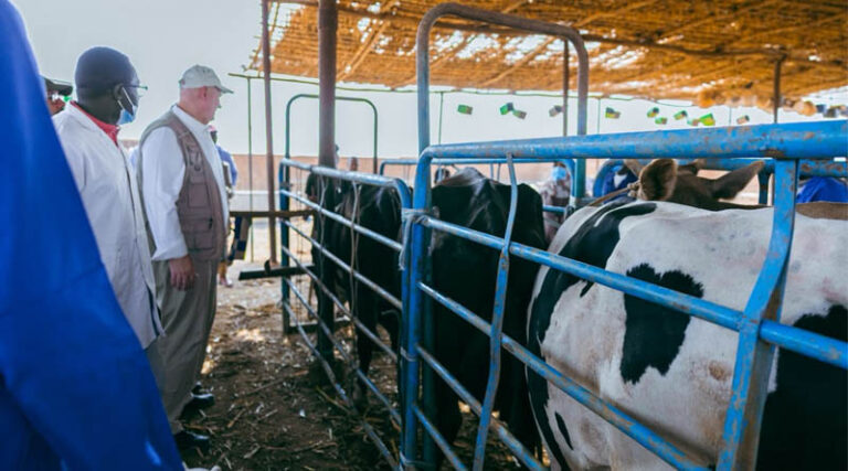 Sudan FAO Launches Nationwide Livestock Vaccination Campaign To Protect Food Security And Livelihoods Amid Conflict