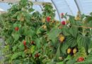 The James Hutton Institute Joins Precision Pollination Project To Help Transform UK Fruit Production
