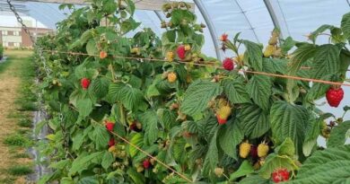 The James Hutton Institute Joins Precision Pollination Project To Help Transform UK Fruit Production
