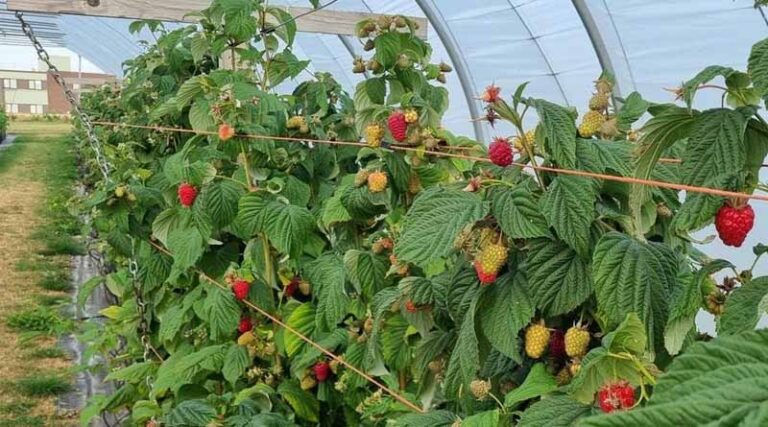 The James Hutton Institute Joins Precision Pollination Project To Help Transform UK Fruit Production