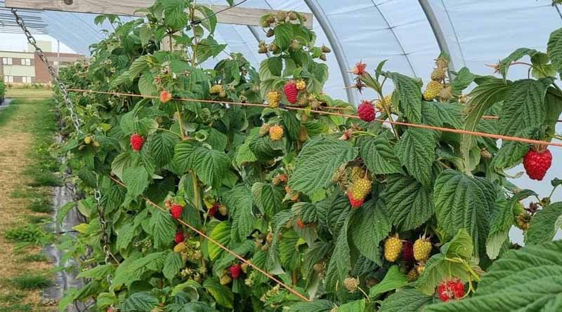 The James Hutton Institute Joins Precision Pollination Project To Help Transform UK Fruit Production