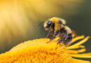 UC Riverside's AI Screens 50 Million Compounds to Find Chemicals That Steer Bees Away From Pesticides