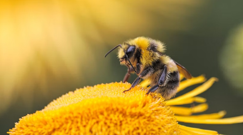 UC Riverside's AI Screens 50 Million Compounds to Find Chemicals That Steer Bees Away From Pesticides