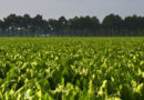 UK Beet Growers Race to Beat Moth Before Coragen Deadline