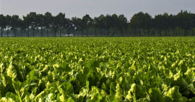 UK Beet Growers Race to Beat Moth Before Coragen Deadline UK Beet Growers Race to Beat Moth Before Coragen Deadline