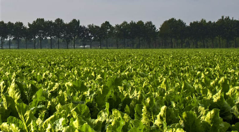 UK Beet Growers Race to Beat Moth Before Coragen Deadline