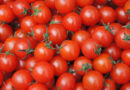 UK Clears Gene-Edited Vitamin D Tomato for the Market