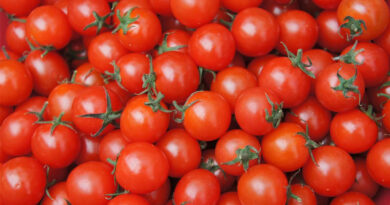 UK Clears Gene-Edited Vitamin D Tomato for the Market