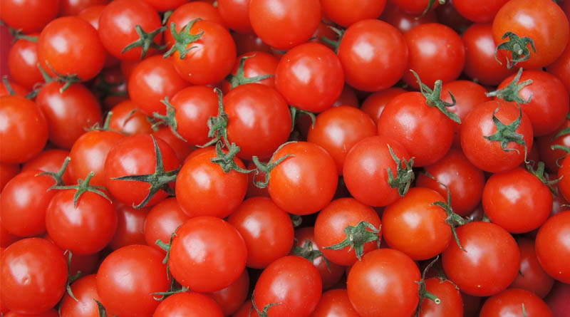 UK Clears Gene-Edited Vitamin D Tomato for the Market