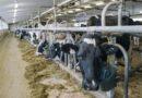 US Slaps Outright Import Bans on Canadian Dairy, Alcohol and Autos as Trade War Deepens