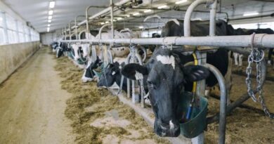 US Slaps Outright Import Bans on Canadian Dairy, Alcohol and Autos as Trade War Deepens US Slaps Outright Import Bans on Canadian Dairy, Alcohol and Autos as Trade War Deepens
