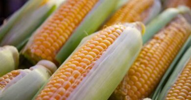 USDA Cuts Corn Yield Estimate, Soybean Production Hits Record High in September WASDE