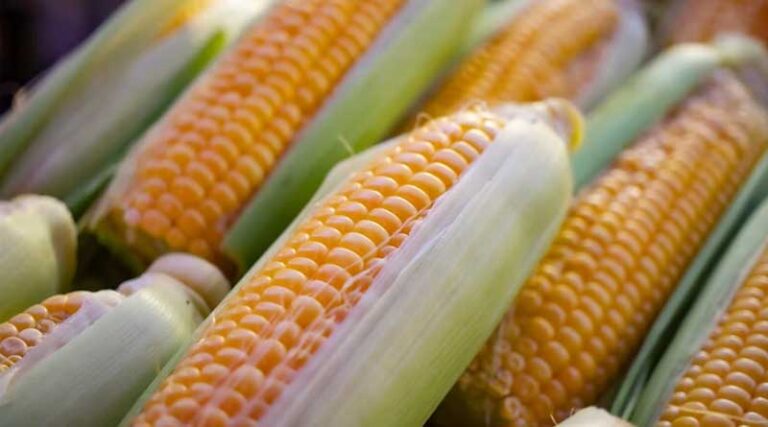USDA Cuts Corn Yield Estimate, Soybean Production Hits Record High in September WASDE