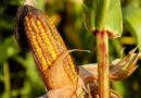 USDA Cuts Corn Yield Forecast, Lifts Soybean Price Outlook in September Report