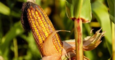 USDA Cuts Corn Yield Forecast, Lifts Soybean Price Outlook in September Report