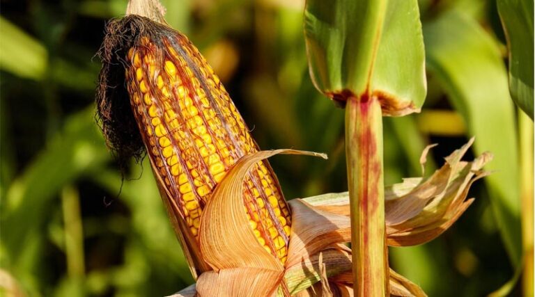 USDA Cuts Corn Yield Forecast, Lifts Soybean Price Outlook in September Report