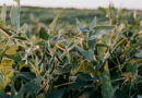 USDA Opens Public Comment on Pioneer's Insect-Resistant Biotech Soybean