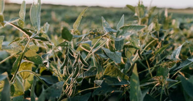 USDA Opens Public Comment on Pioneer's Insect-Resistant Biotech Soybean USDA Opens Public Comment on Pioneer's Insect-Resistant Biotech Soybean