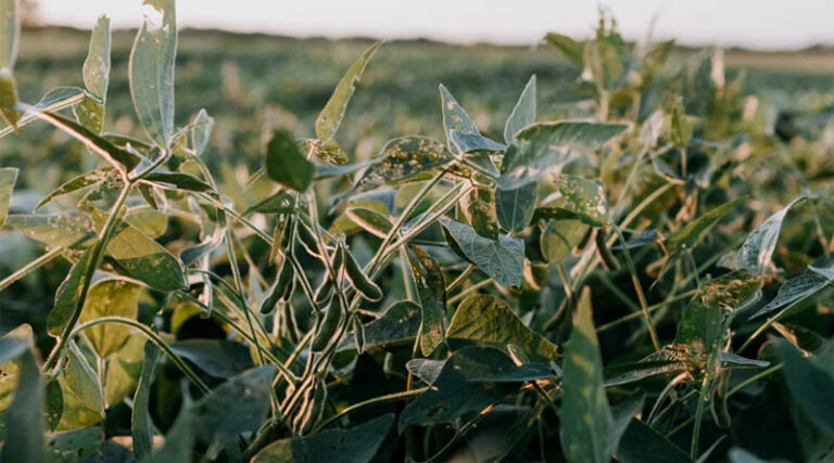 USDA Opens Public Comment on Pioneer's Insect-Resistant Biotech Soybean