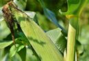 USDA Trims US Corn Outlook, Lifts Global Wheat Stocks in September Report