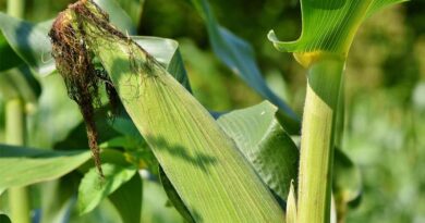 USDA Trims US Corn Outlook, Lifts Global Wheat Stocks in September Report
