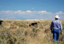 USDA Unveils Ranchers First Initiative to Rebuild US Cattle Herd