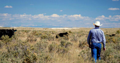 USDA Unveils Ranchers First Initiative to Rebuild US Cattle Herd USDA Unveils Ranchers First Initiative to Rebuild US Cattle Herd