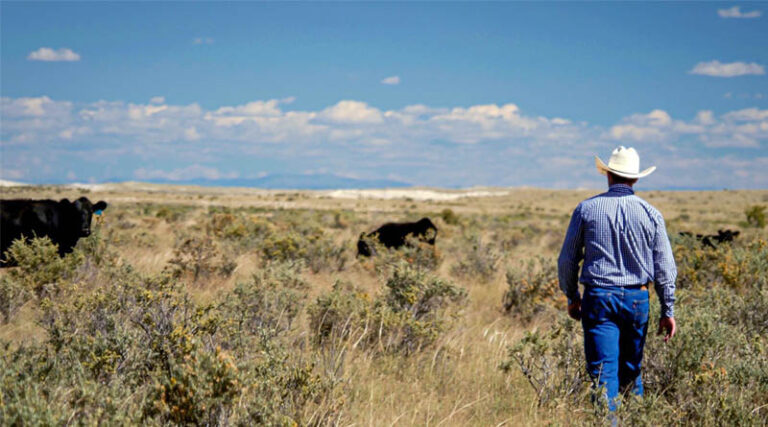 USDA Unveils Ranchers First Initiative to Rebuild US Cattle Herd