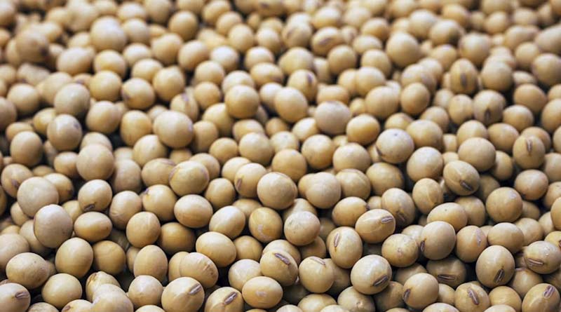 USDA's September Crop Report Lands Today After a Historic Grain Rally