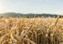 Ukraine Wheat Harvest Closes at Record Yield Despite War