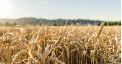 Ukraine Wheat Harvest Closes at Record Yield Despite War