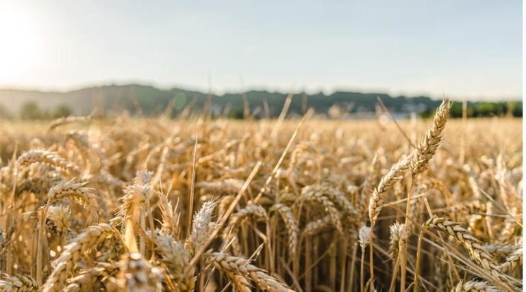 Ukraine Wheat Harvest Closes at Record Yield Despite War