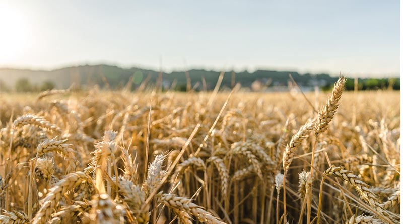 Ukraine Wheat Harvest Closes at Record Yield Despite War