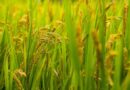 University of Chicago Lifts Rice Yields 25% With Native Gene Editing